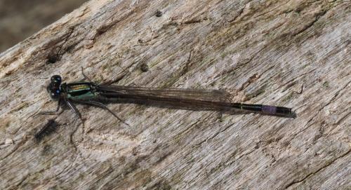 Ischnura elegans